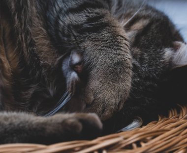 Cat covers face with his paw when he is sleeping
