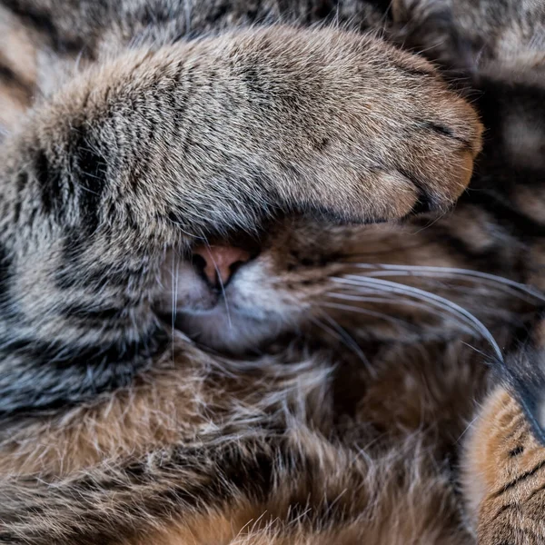 Cat Covers Face His Paw Sleeping — Zdjęcie stockowe