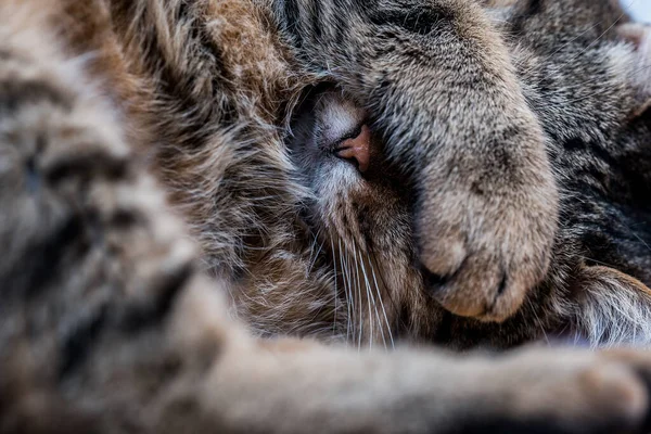 Gato Cubre Cara Con Pata Cuando Está Durmiendo Día Nacional — Foto de Stock