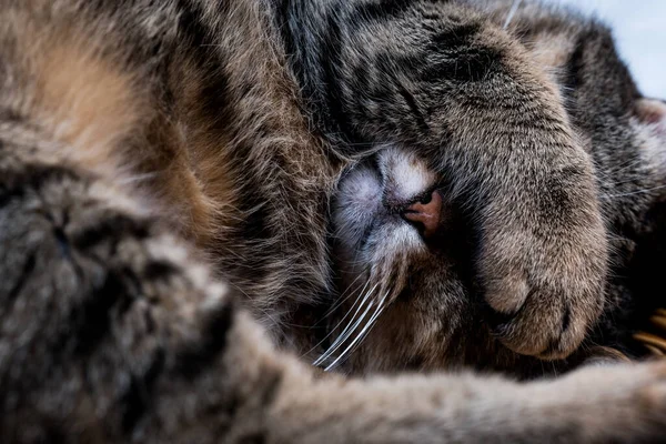 Cat Covers Its Face His Paw Sleeping — Fotografia de Stock