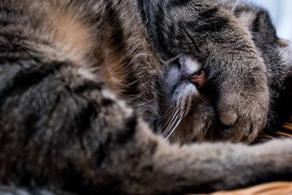 Gato Cobre Rosto Com Pata Quando Ele Está Dormindo Dia — Fotografia de Stock