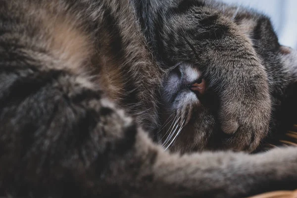 Cat Covers Face His Paw Sleeping — стоковое фото