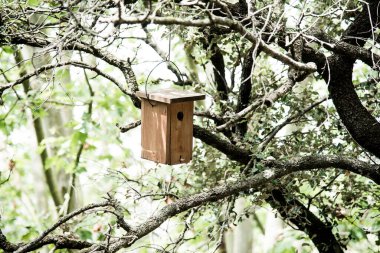 Bird feeder on a tree branch. Wooden hand made bird feeder. Animal care concept. Bird care, environmental protection and conservation concept