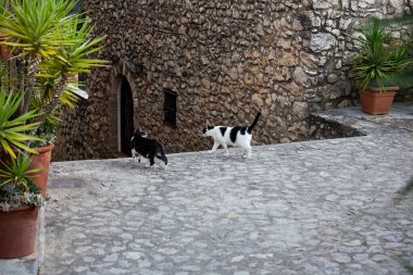 Homeless cats on the street, Spain
