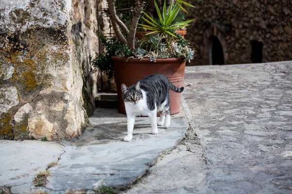 거리에서 집없는 고양이 — 스톡 사진