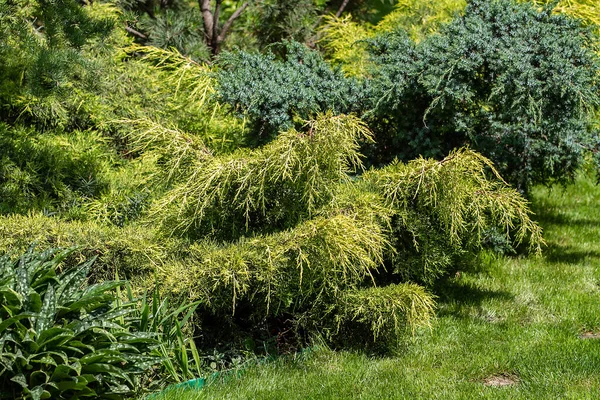 Beautiful Manicured Green Garden Summer — Stock Photo, Image