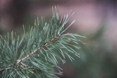 Ormandaki ladin taze dokulu yeşil dallar. Doğada güzellik. Doğal kozalaklı arka plan dokusu. Doğal bulanık arkaplan