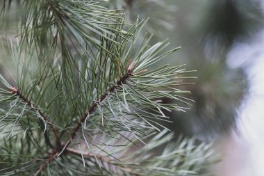 Ormandaki ladin taze dokulu yeşil dallar. Doğada güzellik. Doğal kozalaklı arka plan dokusu. Doğal bulanık arkaplan