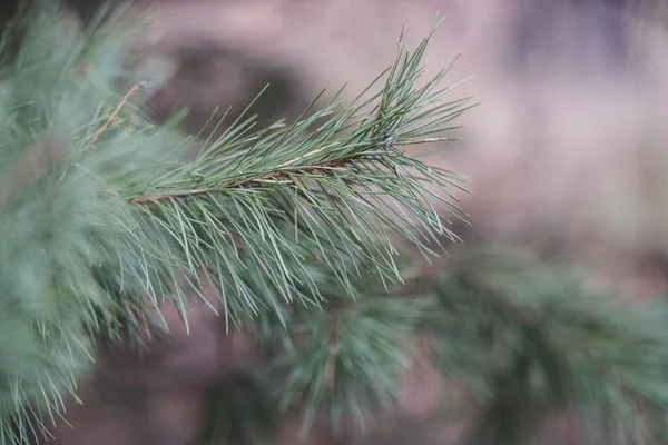 Які Свіжі Текстуровані Зелені Гілки Ялини Лісі Краса Природі Натуральна — стокове фото