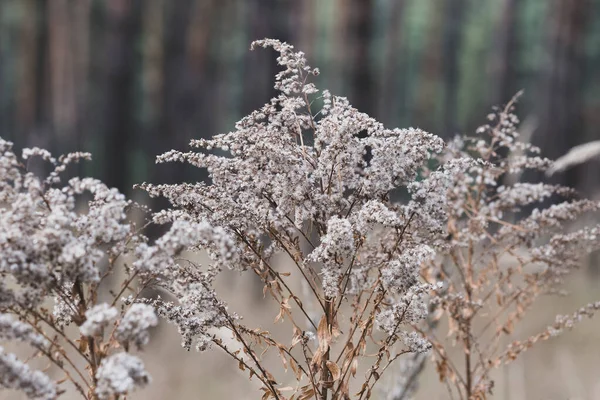 Erba Prati Secchi Dorati Sfondo Naturale Messa Fuoco Selettiva Astratto — Foto Stock