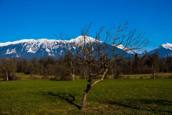 Mattina Invernale Montagna Parco Nazionale Del Triglav Alpi Giulie Slovenia — Foto Stock