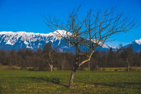 Зимовий Ранок Горах Національний Парк Триглав Юліанські Альпи Словенії Європа — стокове фото