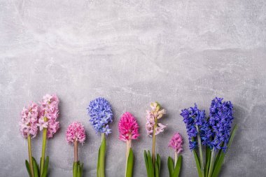 Çok renkli sümbül çiçekleri. Mor Hyacinth Orientalis, çok renkli bir karışım. Bahar sümbülleri. Paskalya kartın kutlu olsun. Tebrik kartı, düz konum, üst görünüm