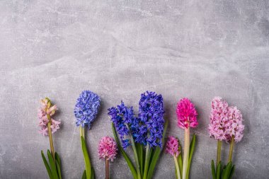 Çok renkli sümbül çiçekleri. Mor Hyacinth Orientalis, çok renkli bir karışım. Bahar sümbülleri. Paskalya kartın kutlu olsun. Tebrik kartı, düz konum, üst görünüm