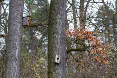 Ağaçtaki kuş yemliği. Tahta el, kuş yemi yaptı. Hayvan bakımı konsepti. Kuş bakımı, çevre koruma ve koruma kavramı