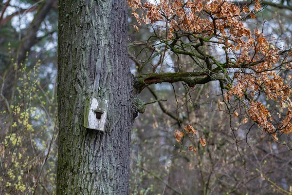 Krmítko Stromě Dřevěné Ručně Vyráběné Krmivo Pro Ptáky Koncept Péče — Stock fotografie