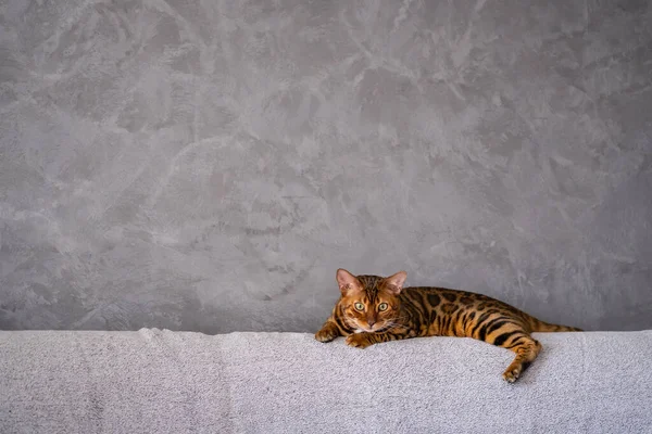 Bengala Gato Encuentra Sillón Animales Concepto Estilo Vida Espacio Para — Foto de Stock