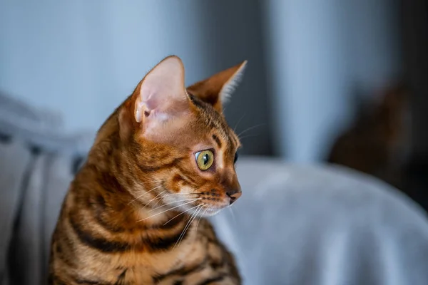 Retrato Gato Bengala Perto Gato Interior Casa Conceito Animais Estilo — Fotografia de Stock