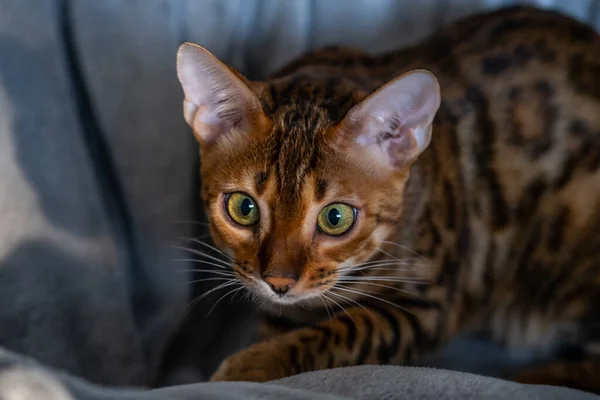Portret Bengalskiego Kota Zbliżenie Kot Wnętrzu Domu Zwierzęta Koncepcja Stylu — Zdjęcie stockowe
