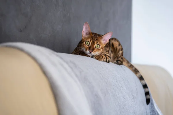 Bengala Gato Encontra Uma Poltrona Couro Leve — Fotografia de Stock