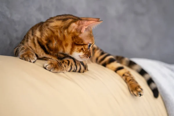 Gatto Del Bengala Giace Una Poltrona Pelle Leggera — Foto Stock