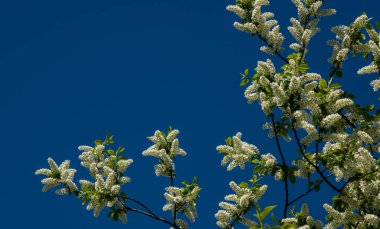 Çiçek açmış kiraz ağacı. Güneşli bir bahar gününde, mavi gökyüzünde çiçek açan beyaz kuş kiraz ağacı dalı. Seçici odak, Spac kopyala
