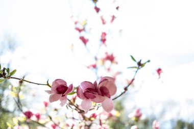 Manolya ağacının bahar zamanı açan dalı, boşluğu kopyala