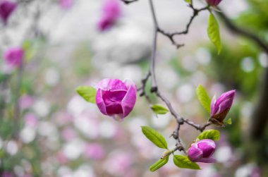 Bahar zamanı, manolya ağacının çiçek açan dalı, yumuşak odak, boşluğu kopyala