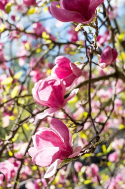 Bahar zamanı manolya ağacının çiçek açan dalları, kapatın.