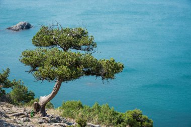 Kırım 'da yaz manzarası, dağdan Karadeniz manzarası, Noviy Svet