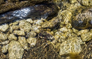 Temiz deniz suyunda sığ sularda yengeç. Parlak ve renkli çakıl taşları, suyun altında küçük taşlar