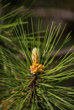 Pine Pallas konileri, genç ladin filizleri. Kırım 'da yaz zamanı