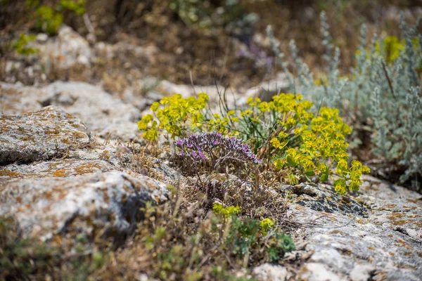 Limonium Platyphyllum Blommor Kermek Löv Vackert Sommarlandskap Vid Svarta Havet — Stockfoto