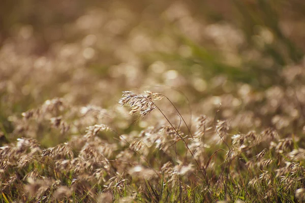 Feather Grass Stipa Growing Meadow Warm Autumn Steppe Crimea — Stock Photo, Image