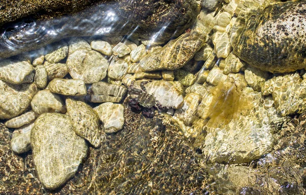 Caranguejo Águas Rasas Águas Marinhas Claras Pedrinhas Brilhantes Coloridas Pequenas — Fotografia de Stock