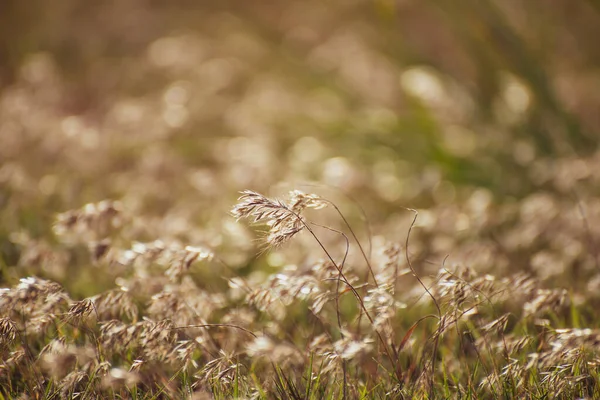 Feather Grass Stipa Growing Meadow Warm Autumn Steppe Crimea — Stock Photo, Image