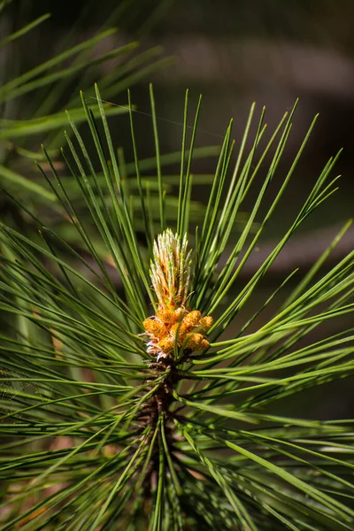 Pine Pallas Cones Brotos Jovens Abeto Hora Verão Crimeia — Fotografia de Stock