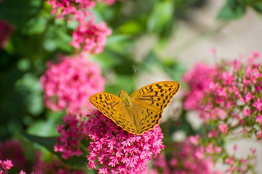 Kelebek bir çiçeğe yakın çekim
