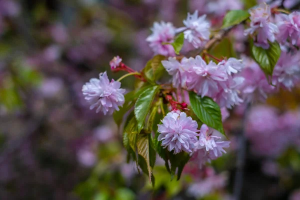 Sakura Ağacının Güzel Pembe Çiçekleri Yakın Plan Doğal Çiçek Arkaplanı — Stok fotoğraf