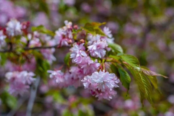 Sakura Ağacının Güzel Pembe Çiçekleri Yakın Plan Doğal Çiçek Arkaplanı — Stok fotoğraf