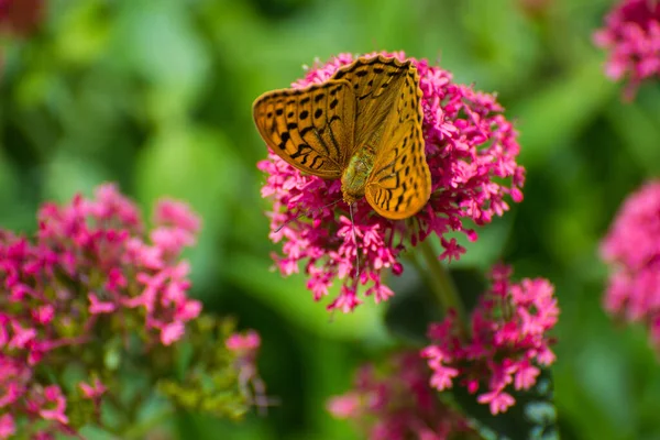 Butterfly Close Flower — Stock Photo, Image