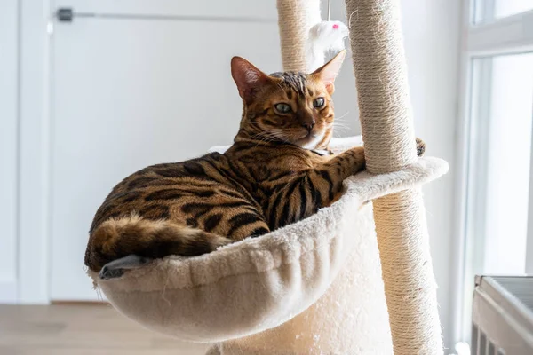 Gato Bengala Bonito Deitado Cama Janela Gato Cuidados Com Animais — Fotografia de Stock