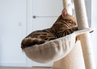 Kedilerin pencerelerinde yatan sevimli Bengal kedisi. Hayvan bakımı