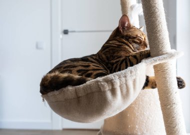 Kedilerin pencerelerinde yatan sevimli Bengal kedisi. Hayvan bakımı