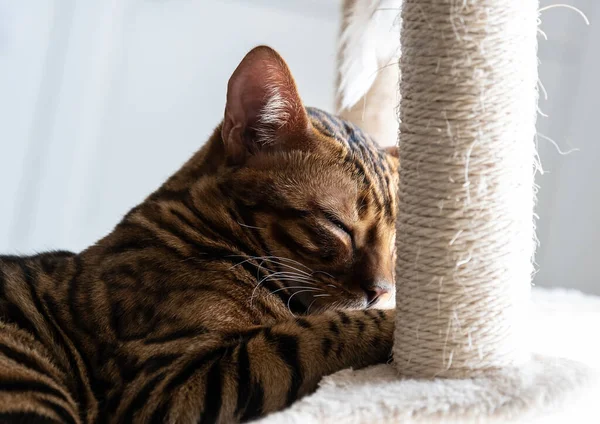 Söt Bengalisk Katt Som Låg Kattens Fönstersäng Djurvård — Stockfoto