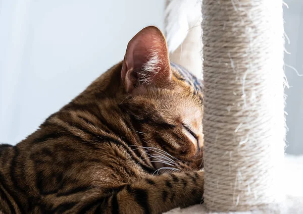 Lindo Gato Bengala Acostado Cama Ventana Del Gato Cuidado Mascotas — Foto de Stock