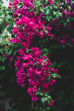 Doğada çiçek açan pelargonyum. Katalonya, İspanya