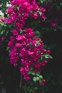 Güzel renkli begonviller çiçek açarlar. Seçici odak