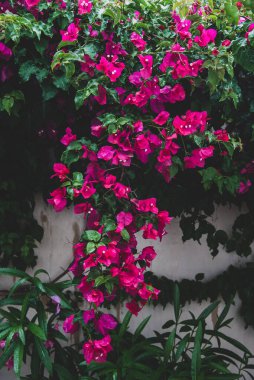 Güzel renkli begonviller çiçek açarlar. Seçici odak