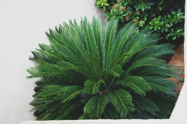 サゴヤシの葉 Cycas Rivoluta 緑のパターン 抽象的な熱帯の背景 スペースのコピー — ストック写真